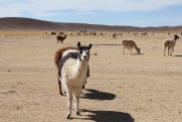 Bolivia Salt Flat Tour, Day 1 - Llama